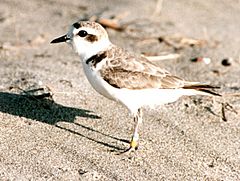 Snowy plover