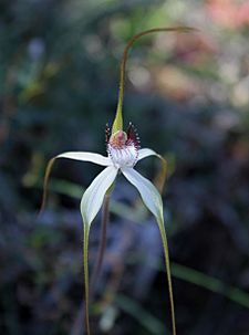 Spider orchid