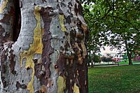 Sycamore Tree Bark