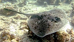 Taeniura meyeni at maldives