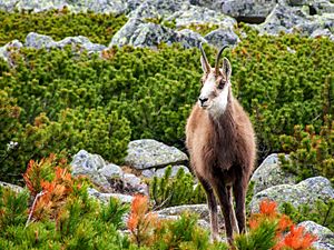 Tatra Chamois.jpg