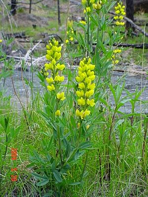 Thermopsis montana.jpg