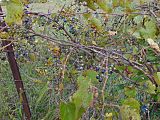 Vitis riparia, Rouge Park