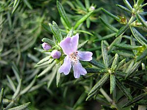 Westringia eremicola flower and fruit.jpg