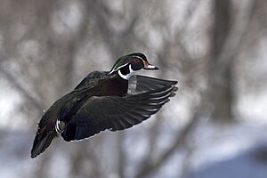 Wood duck.2