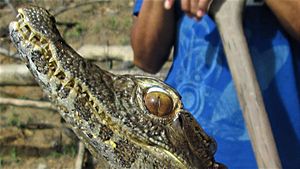 Yasuni Caiman