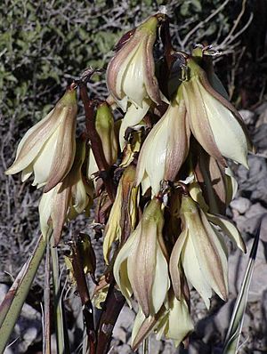 Yucca baccata close