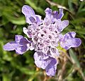 Aston Rowant Small Scabious