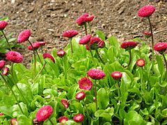 Bellis perennis rob roy