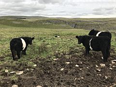 Belted Galloways