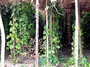 Betel Plant