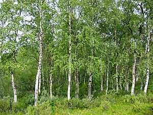 Betula pendula Finland