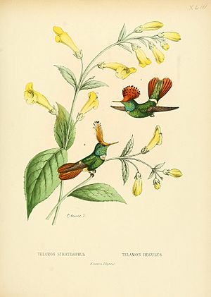 Bevalet hummingbirds.jpg