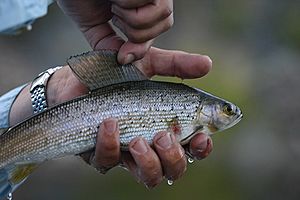 Bighole grayling