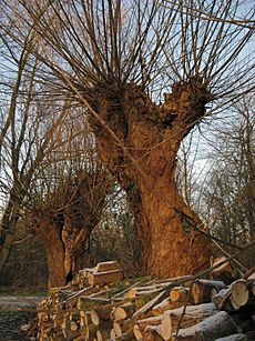 Bourgoyen knotted willow and woodpile