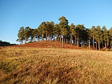 Bourne Wood hill A