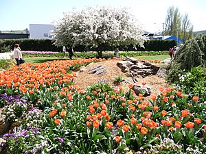 Bowral Tulip Festival