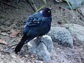 Brewer's Blackbird puffed up