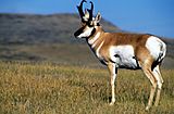 CMR Pronghorn USFWS