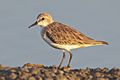 Calidris ruficollis - Pak Thale