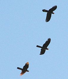 Calyptorhynchus funereus -Tasmania, Australia-8