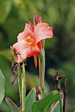 Canna sp.jpg