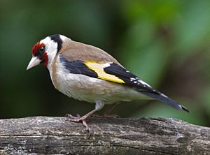 Carduelis carduelis -Quinton, Birmingham, England-8.jpg