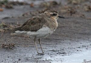 Caspian Plover