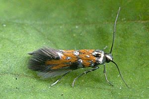 Chrysoesthia drurella (Edkins).jpg