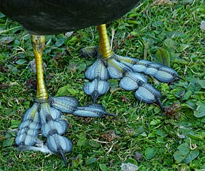 Coot feet