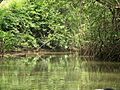 Damas Island Mangrove Estuary