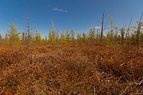 Dewey Marsh, Wisconsin.jpg