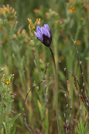 Dichelostemma capitatum 8063