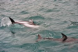 Dusky dolphins