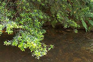 Elaeocarpus holopetalus - Leura pool.jpg