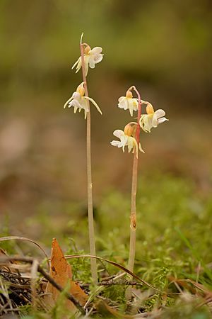 Epipogium aphyllum - Jõhvi