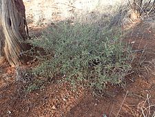 Eremophila lanceolata (habit)