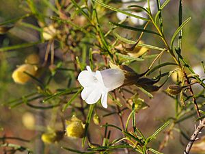 Eremophila spuria (leaves and flowers).jpg