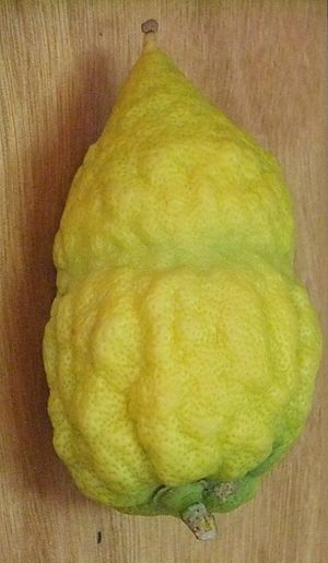 Etrog5812