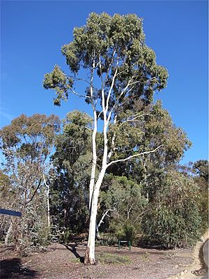 Eucalyptus argophloia habit.jpg