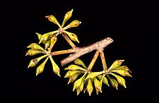 Eucalyptus fastigata buds