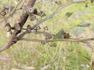 Eucalyptus yarraensis fruit