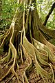 Ficus aurea (butresses)