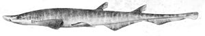 Galeus atlanticus1.jpg