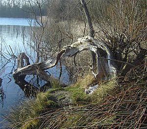 Gnarled Tree