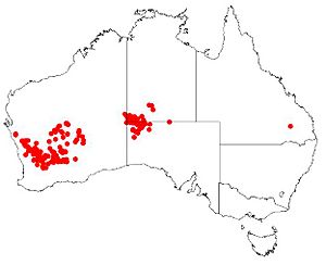 Hakea minyma DistMap.jpg