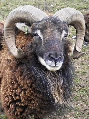 Horned Soay ram close-up