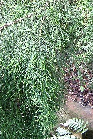 HuonPineFoliage