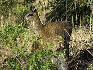 Klipspringer pair