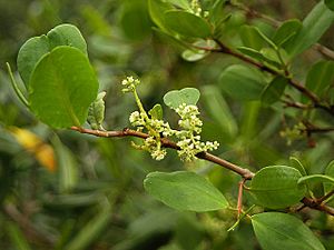 Laguncularia racemosa.jpg